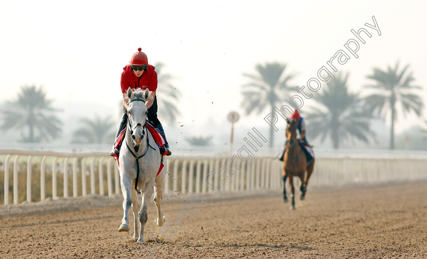 Lord-Glitters-0005 
 LORD GLITTERS exercising in preparation for Friday's Bahrain International Trophy
Sakhir Racecourse, Bahrain 16 Nov 2021 - Pic Steven Cargill / Racingfotos.com