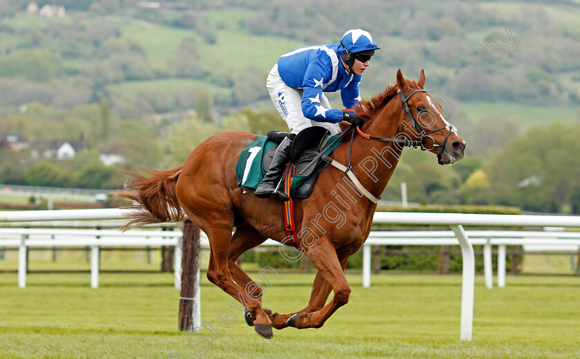 Monsieur-Gibraltar-0006 
 MONSIEUR GIBRALTAR (Lorcan Williams) wins The Brian Babbage Memorial Open Hunters Chase Cheltenham 4 May 2018 - Pic Steven Cargill / Racingfotos.com