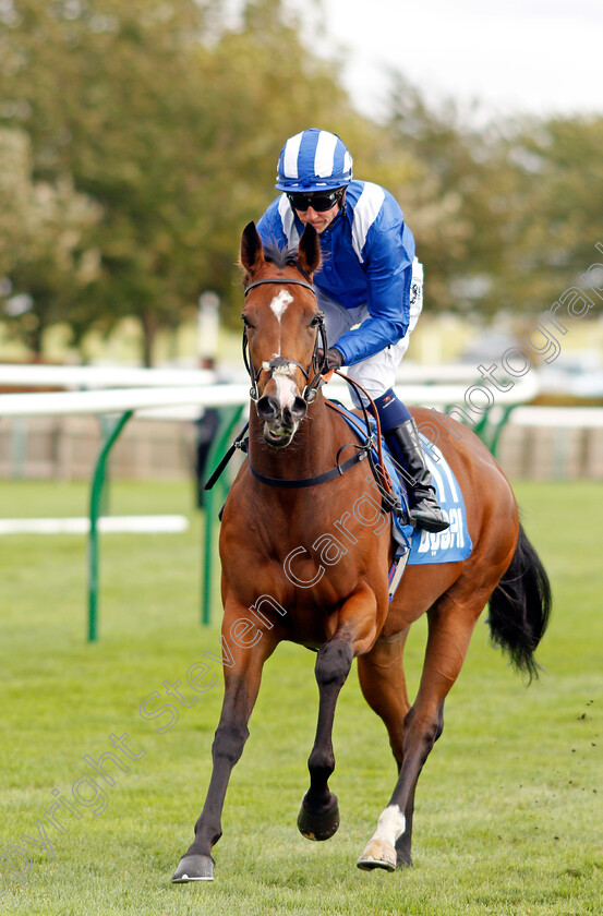 Jamaheery-0001 
 JAMAHEERY (Jim Crowley)
Newmarket 11 Oct 2019 - Pic Steven Cargill / Racingfotos.com