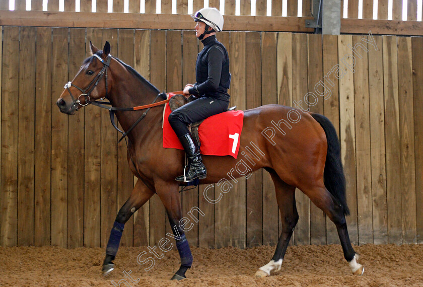 Battaash-0001 
 BATTAASH (Michael Murphy) at Charlie Hills' stables in Lambourn 23 May 2018 - Pic Steven Cargill / Racingfotos.com