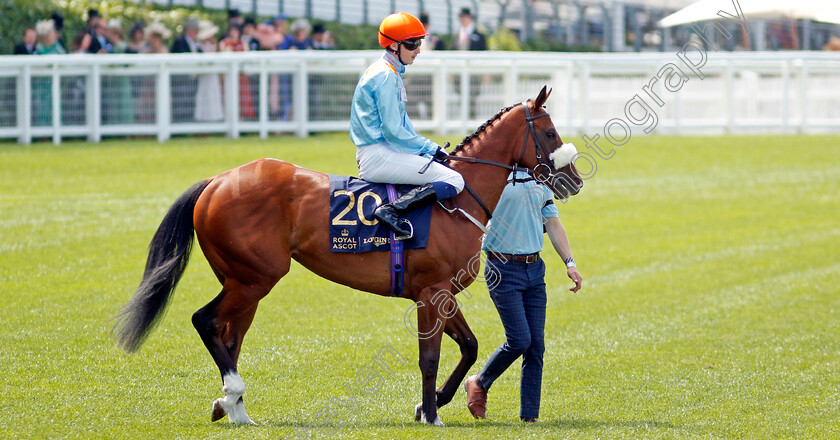 The-Platinum-Queen-0001 
 THE PLATINUM QUEEN (Oisin Orr)
Royal Ascot 15 Jun 2022 - Pic Steven Cargill / Racingfotos.com