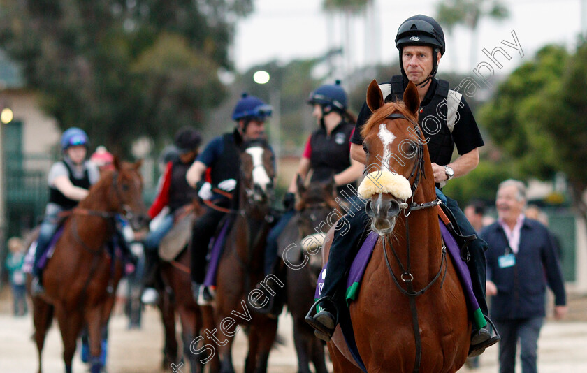 Ulysses-0003 
 ULYSSES training for The Breeders' Cup Turf at Del Mar USA, 1 Nov 2017 - Pic Steven Cargill / Racingfotos.com