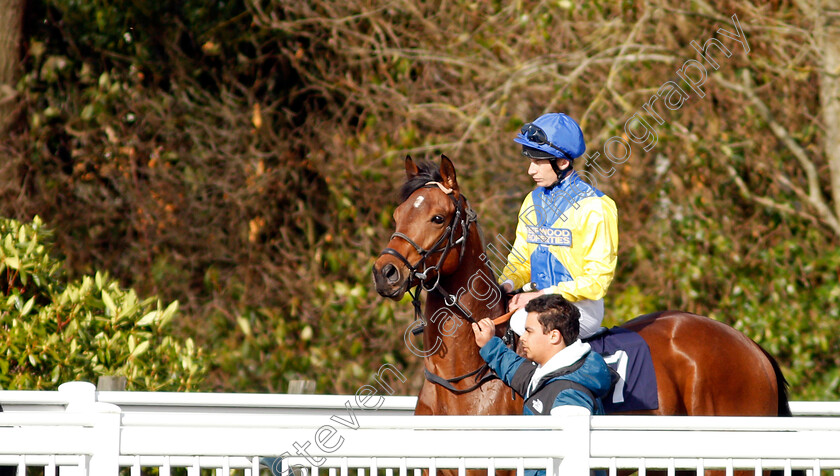 Tartarus-0002 
 TARTARUS (Luke Morris)
Lingfield 9 Mar 2022 - Pic Steven Cargill / Racingfotos.com