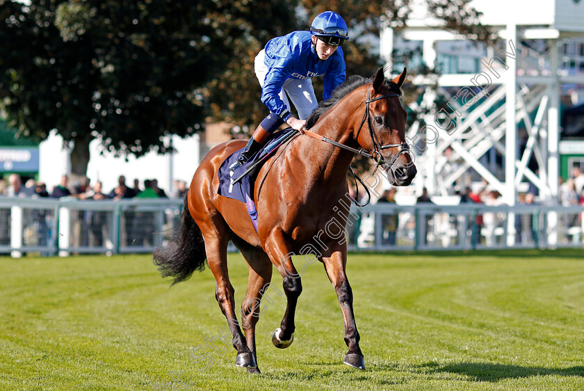 High-End-0001 
 HIGH END (David Egan) Yarmouth 19 Sep 2017 - Pic Steven Cargill / Racingfotos.com