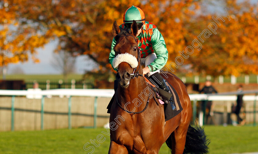 Renato-0001 
 RENATO (Tom Marquand)
Newmarket 23 Oct 2024 - Pic Steven Cargill / Racingfotos.com