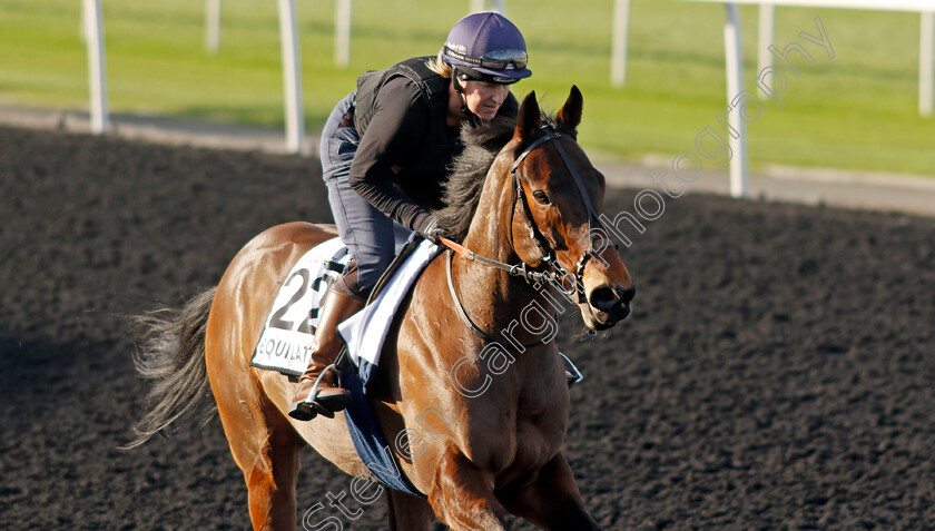 Equilateral-0001 
 EQUILATERAL training at the Dubai World Cup Carnival
Meydan 5 Jan 2023 - Pic Steven Cargill / Racingfotos.com