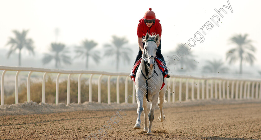 Lord-Glitters-0001 
 LORD GLITTERS exercising in preparation for Friday's Bahrain International Trophy
Sakhir Racecourse, Bahrain 16 Nov 2021 - Pic Steven Cargill / Racingfotos.com