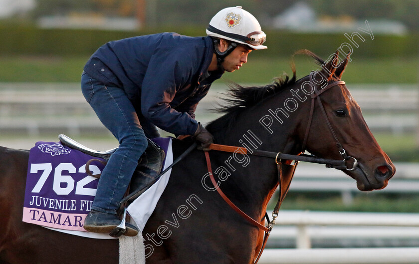 Tamara-0004 
 TAMARA training for The Breeders' Cup Juvenile Fillies
Santa Anita USA, 31 October 2023 - Pic Steven Cargill / Racingfotos.com