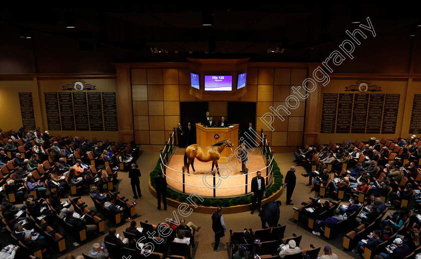 Fasig-Tipton-0002 
 The scene during the Fasiig Tipton sales, Lexington USA
5 Nov 2018 - Pic Steven Cargill / Racingfotos.com