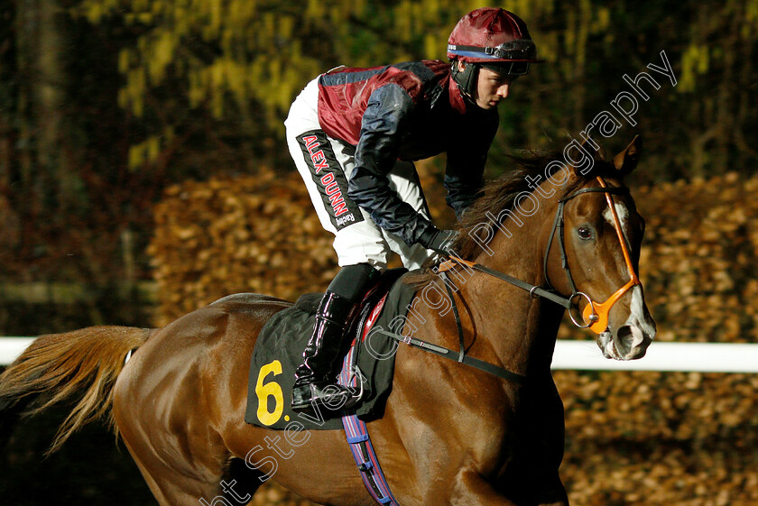 Ifreet-0003 
 IFREET (Rossa Ryan)
Kempton 16 Jan 2019 - Pic Steven Cargill / Racingfotos.com