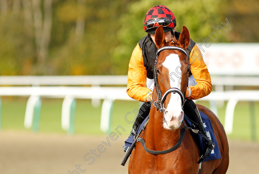 By-Pass 
 BY PASS (Rhys Clutterbuck)
Lingfield 28 Oct 2021 - Pic Steven Cargill / Raingfotos.com