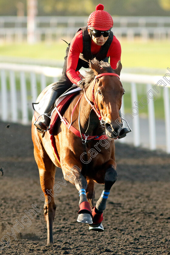 Romantic-Warrior-0008 
 ROMANTIC WARRIOR training at the Dubai Racing Carnival
Meydan 2 Jan 2025 - Pic Steven Cargill / Racingfotos.com