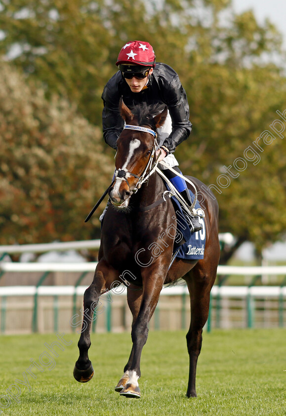 Elderflower-0001 
 ELDERFLOWER (David Egan)
Newmarket 7 Oct 2023 - Pic Steven Cargill / Racingfotos.com