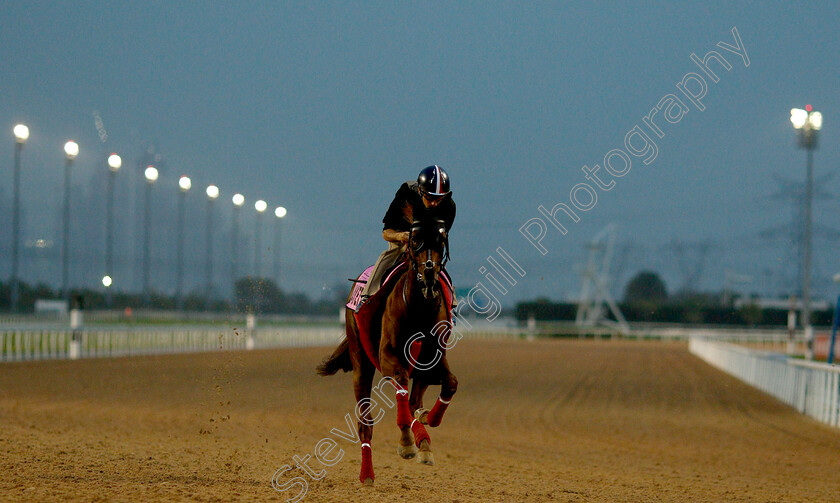 Al-Hayette-0002 
 AL HAYETTE training for the UAE Derby
Meydan 27 Mar 2019 - Pic Steven Cargill / Racingfotos.com