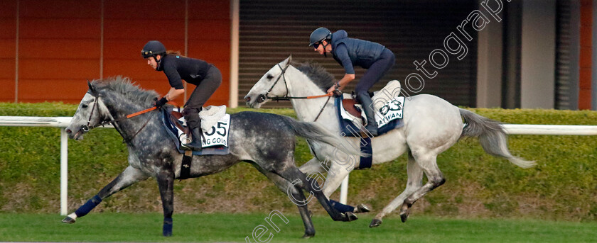 King-Gold-and-Batwan-0002 
 KING GOLD leading BATWAN during training at the Dubai World Cup Carnival
Meydan 5 Jan 2023 - Pic Steven Cargill / Racingfotos.com