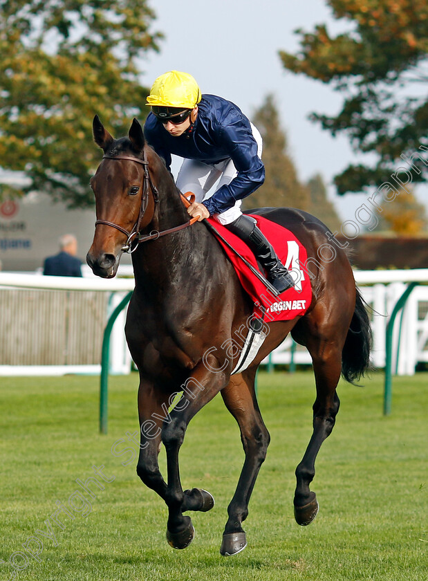 Mqse-De-Sevigne-0001 
 MQSE DE SEVIGNE (Alexis Pouchin)
Newmarket 7 Oct 2023 - Pic Steven Cargill / Racingfotos.com