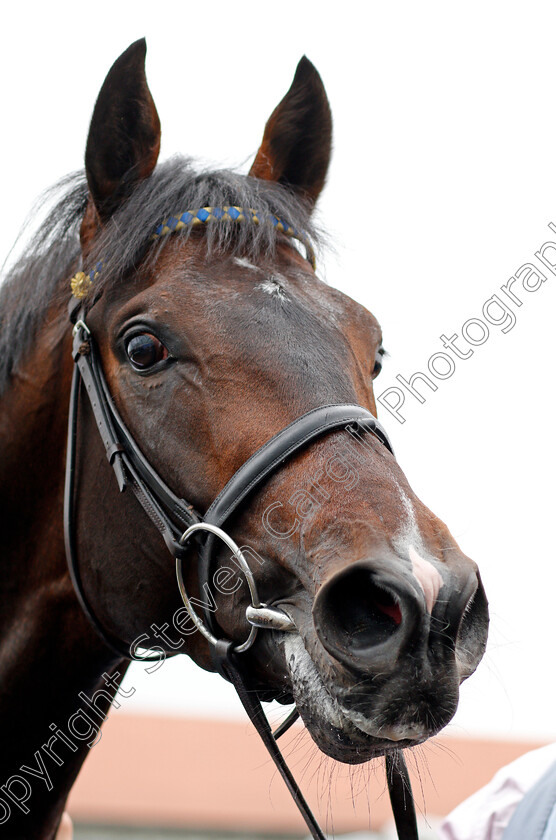 Young-Rascal-0015 
 YOUNG RASCAL after The Centennial Celebration MBNA Chester Vase Stakes Chester 9 May 2018 - Pic Steven Cargill / Racingfotos.com