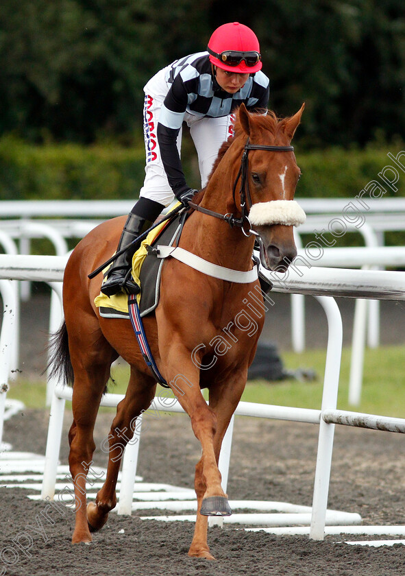 Torcello-0002 
 TORCELLO (Megan Nicholls)
Kempton 10 Jul 2019 - pic Steven Cargill / Racingfotos.com