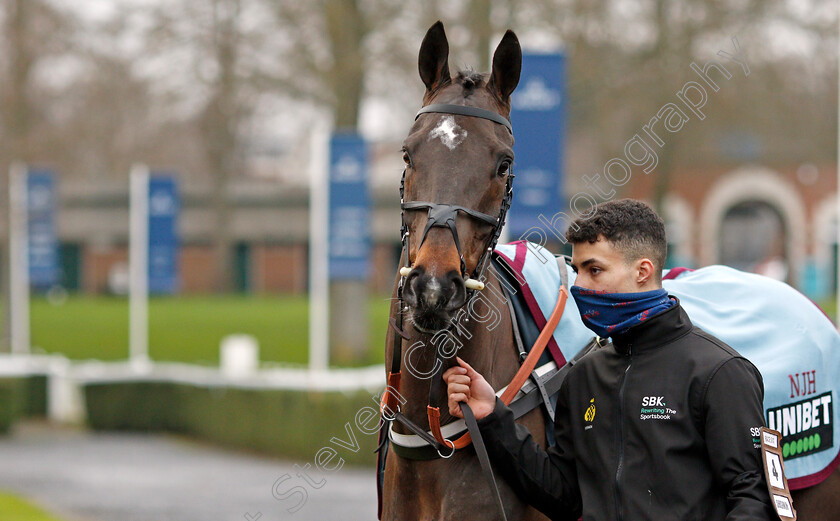 Shishkin-0006 
 SHISHKIN before The SBK Clarence House Chase
Ascot 22 Jan 2022 - Pic Steven Cargill / Racingfotos.com