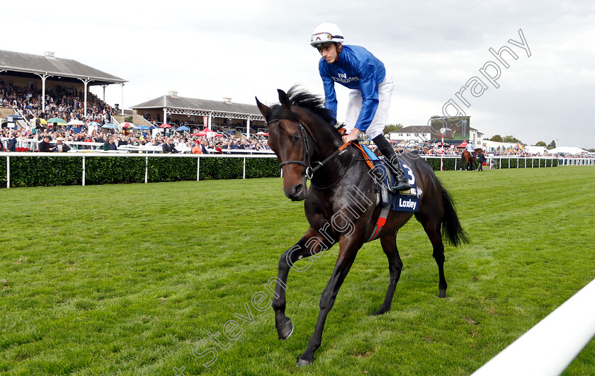 Loxley-0001 
 LOXLEY (James Doyle)
Doncaster 15 Sep 2018 - Pic Steven Cargill / Racingfotos.com