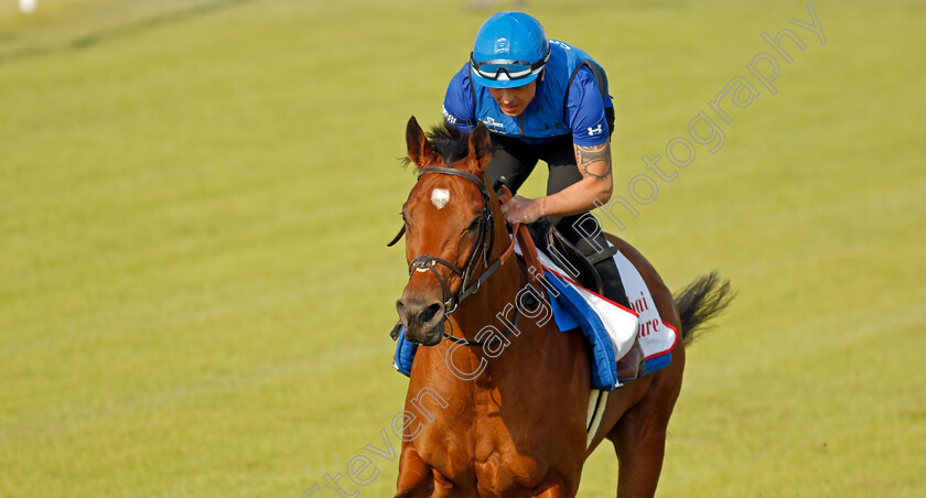 Dubai-Future-0004 
 DUBAI FUTURE exercising in preparation for Friday's Bahrain International Trophy
Sakhir Racecourse, Bahrain 18 Nov 2021 - Pic Steven Cargill / Racingfotos.com