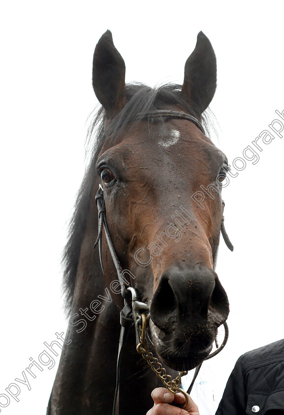 Sir-Dragonet-0015 
 SIR DRAGONET after The MBNA Chester Vase
Chester 8 May 2019 - Pic Steven Cargill / Racingfotos.com