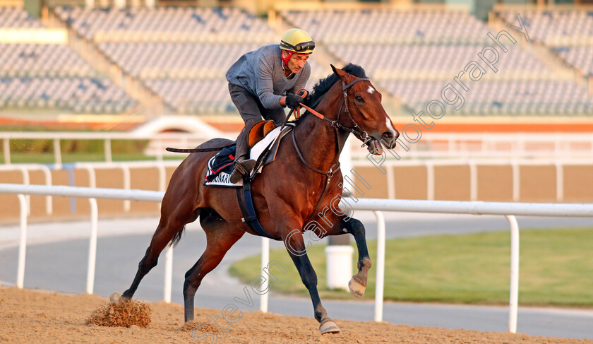 Legionario-0001 
 LEGIONARIO training at Meydan, Dubai
2 Feb 2023 - Pic Steven Cargill / Racingfotos.com