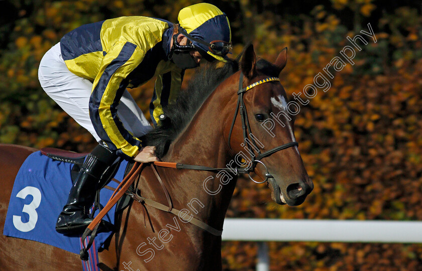 Big-Boy-Bobby-0001 
 BIG BOY BOBBY (Thomas Greatrex)
Kempton 11 Nov 2020 - Pic Steven Cargill / Racingfotos.com