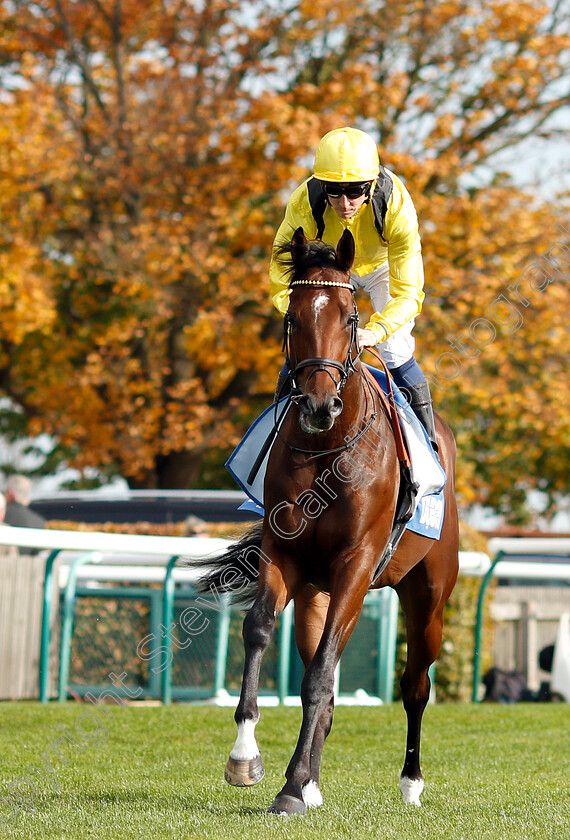 Boerhan-0001 
 BOERHAN (Jim Crowley)
Newmarket 13 Oct 2018 - Pic Steven Cargill / Racingfotos.com