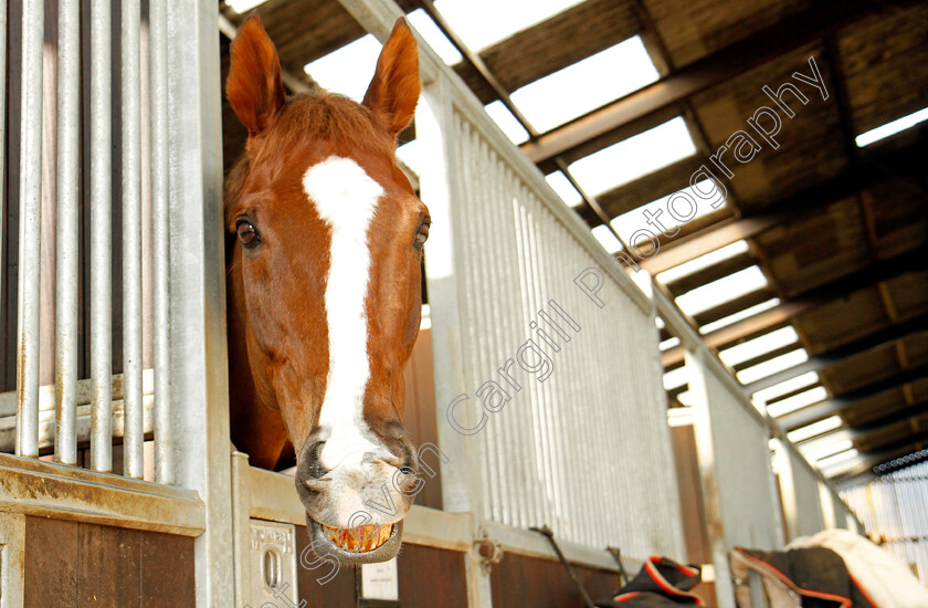 Native-River-0001 
 NATIVE RIVER at Colin Tizzard's stables near Sherborne 21 Feb 2018 - Pic Steven Cargill / Racingfotos.com