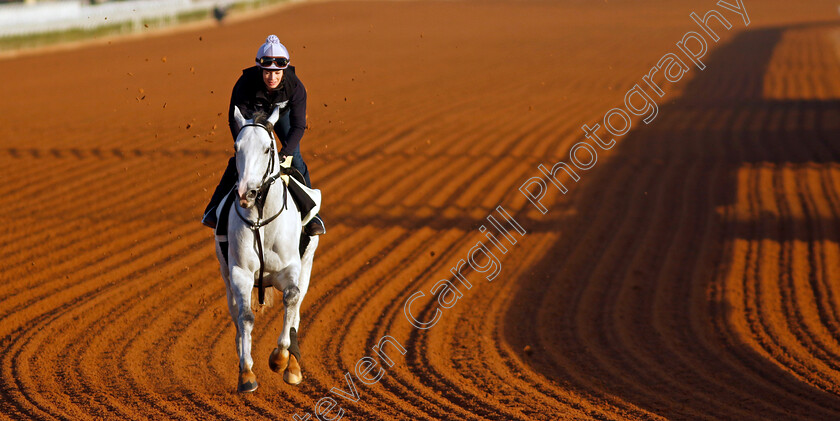 White-Abarrio-0001 
 JACK DARCY training for The Saudi Cup
King Abdulaziz Racecourse, Saudi Arabia 21 Feb 2024 - Pic Steven Cargill / Racingfotos.com