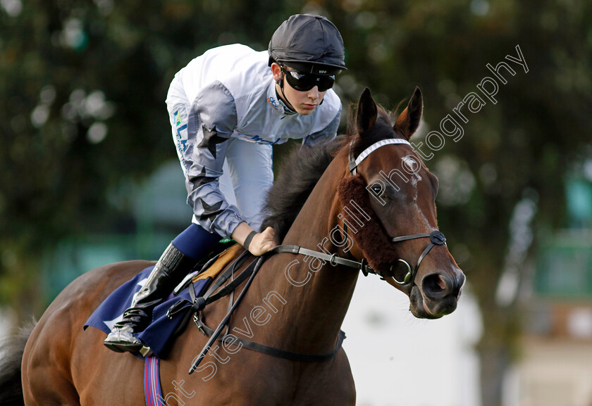 Warrior s-Dance-0001 
 WARRIOR'S DANCE (Billy Loughnane)
Yarmouth 17 Sep 2024 - Pic Steven Cargill / Racingfotos.com