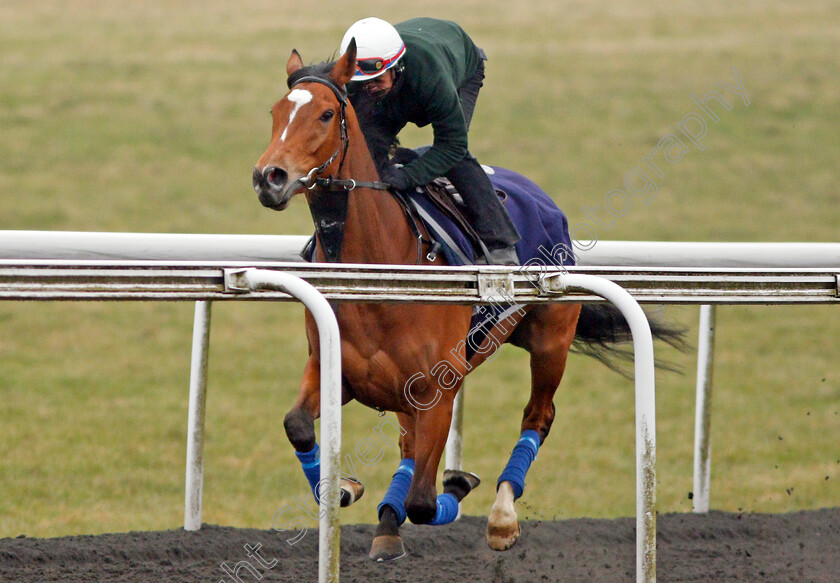 Enable-0002 
 ENABLE cantering on Warren Hill Newmarket 24 Mar 2018 - Pic Steven Cargill / Racingfotos.com