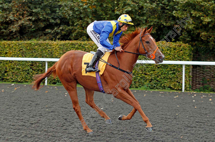 No-More-Thrills-0001 
 NO MORE THRILLS (Sean Levey) Kempton 4 Oct 2017 - Pic Steven Cargill / Racingfotos.com