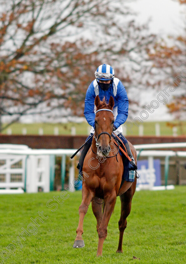 Zeyaadah-0001 
 ZEYAADAH (Jim Crowley) before winning The British Stallion Studs EBF Montrose Fillies Stakes
Newmarket 31 Oct 2020 - Pic Steven Cargill / Racingfotos.com