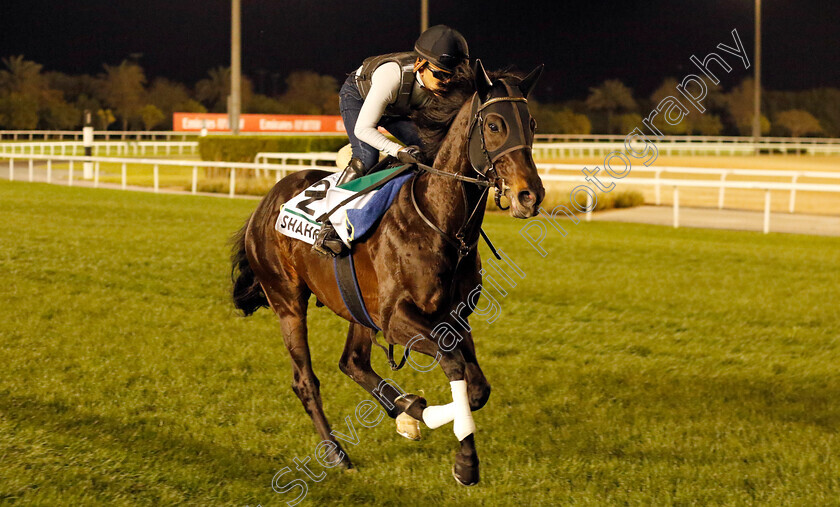 Shahryar-0001 
 SHAHRYAR training for The Sheema Classic
Meydan, Dubai, 22 Mar 2023 - Pic Steven Cargill / Racingfotos.com