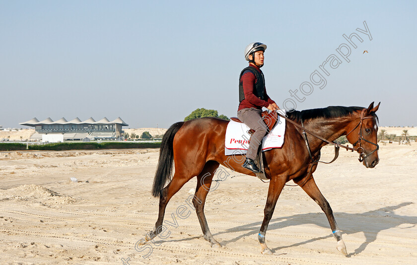 Penja-0009 
 PENJA exercising in preparation for Friday's Bahrain International Trophy
Sakhir Racecourse, Bahrain 17 Nov 2021 - Pic Steven Cargill / Racingfotos.com