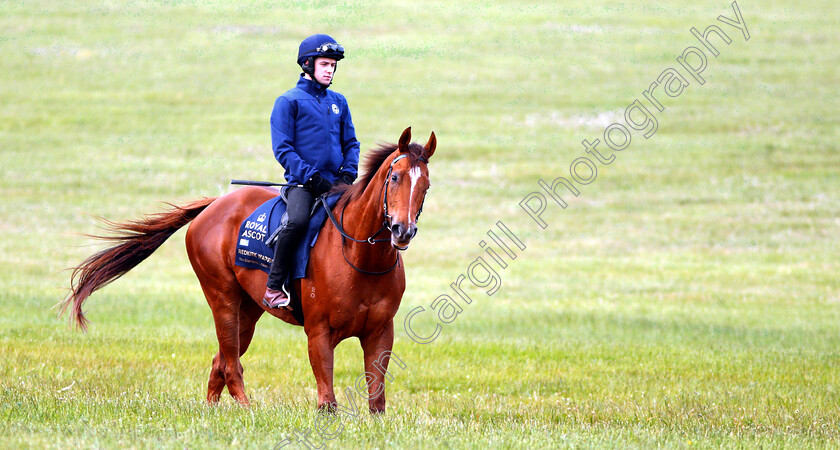 Redkirk-Warrior-0009 
 Australian trained REDKIRK WARRIOR on the gallops in Newmarket ahead of his Royal Ascot challenge
Newmarket 14 Jun 2018 - Pic Steven Cargill / Racingfotos.com