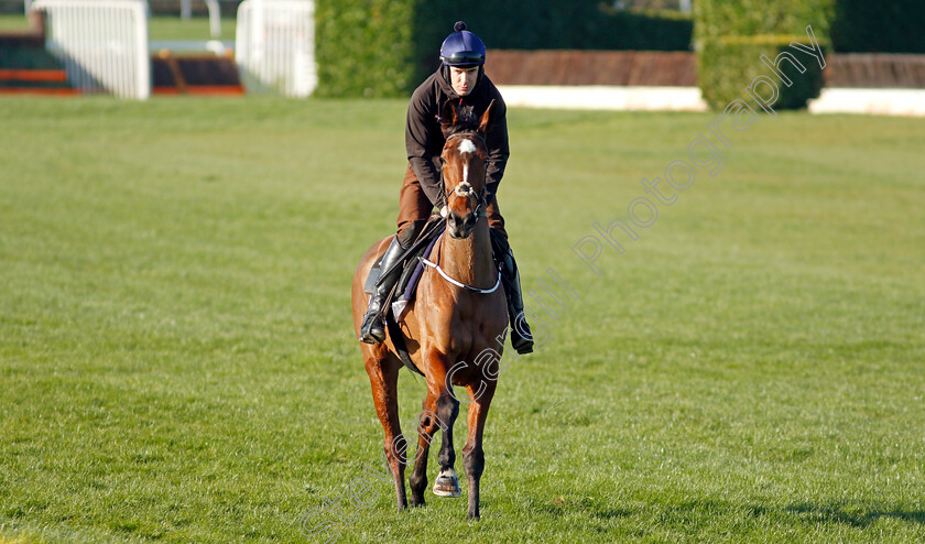 Put-The-Kettle-On-0001 
 PUT THE KETTLE ON exercising on the eve of the Cheltenham Festival
Cheltenham 14 Mar 2022 - Pic Steven Cargill / Racingfotos.com