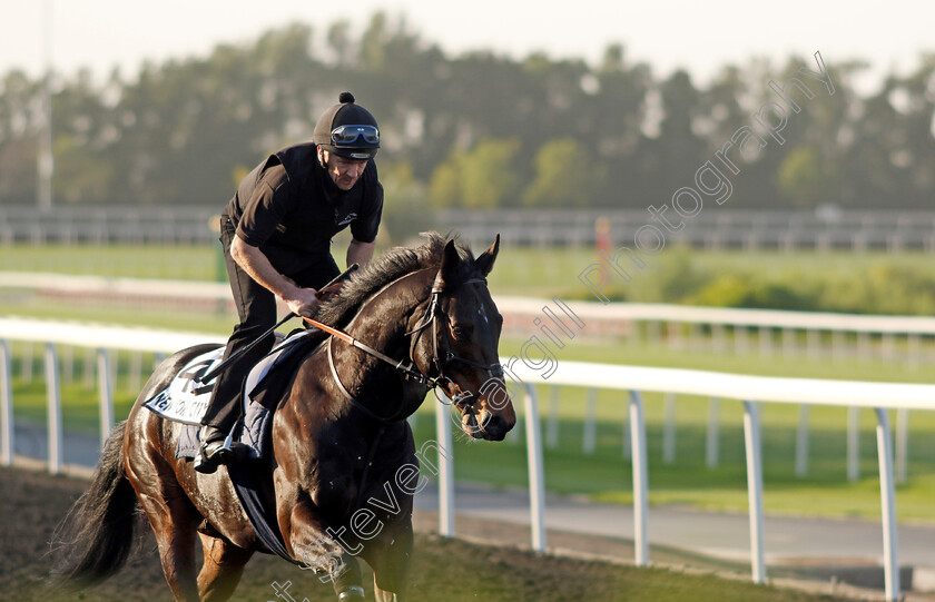 New-York-City-0001 
 NEW YORK CITY training at the Dubai World Cup Carnival
Meydan 5 Jan 2023 - Pic Steven Cargill / Racingfotos.com