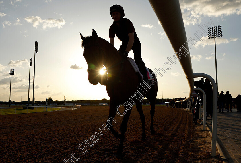 Cairo-0001 
 CAIRO training for the UAE Derby
Meydan, Dubai, 23 Mar 2023 - Pic Steven Cargill / Racingfotos.com