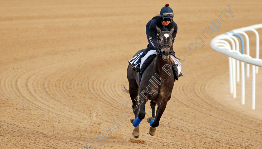 Frost-At-Dawn-0003 
 FROST AT DAWN training at the Dubai Racing Carnival
Meydan 1 Mar 2024 - Pic Steven Cargill / Racingfotos.com