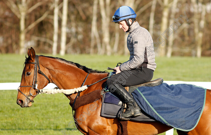 Honeysuckle-0001 
 HONEYSUCKLE exercising on the eve of the Cheltenham Festival
Cheltenham 14 Mar 2022 - Pic Steven Cargill / Racingfotos.com