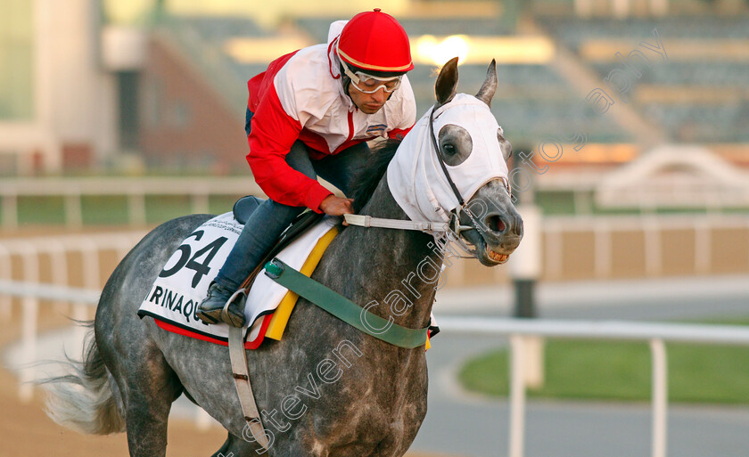 Mirinaque-0002 
 MIRINAQUE exercising for Argentinian trainer Maria Munoz
Meydan, Dubai, 3 Feb 2022 - Pic Steven Cargill / Racingfotos.com