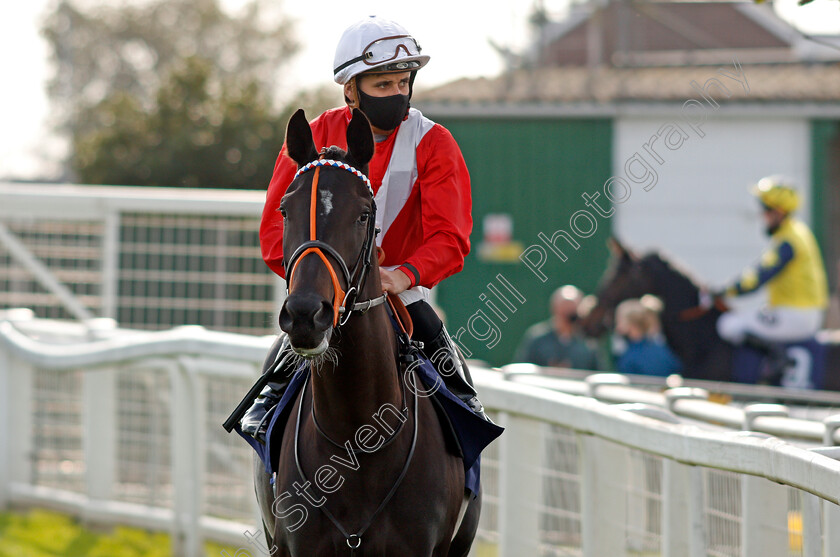 Midfield-0001 
 MIDFIELD (Ryan Tate)
Yarmouth 20 Oct 2020 - Pic Steven Cargill / Racingfotos.com