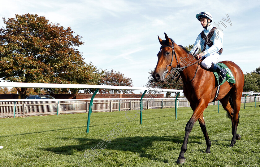 Fairyland-0008 
 FAIRYLAND (Donnacha O'Brien) after The Juddmonte Cheveley Park Stakes
Newmarket 29 Sep 2018 - Pic Steven Cargill / Racingfotos.com