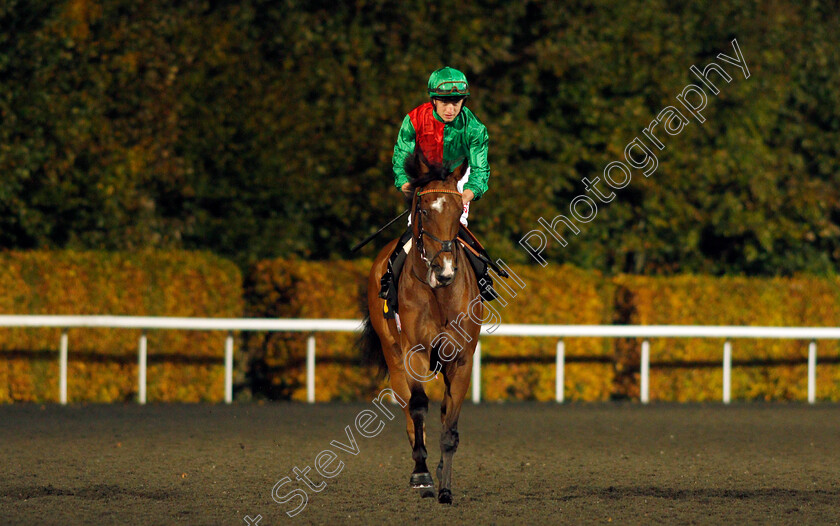 Candleford-0003 
 CANDLEFORD (Tom Marquand) before winning The Unibet 3 Uniboosts A Day Handicap
Kempton 10 Nov 2021 - Pic Steven Cargill / Racingfotos.com