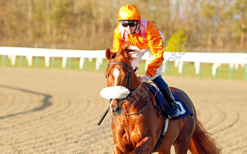 Rajguru-0002 
 RAJGURU (David Probert)
Lingfield 10 Jan 2020 - Pic Steven Cargill / Racingfotos.com