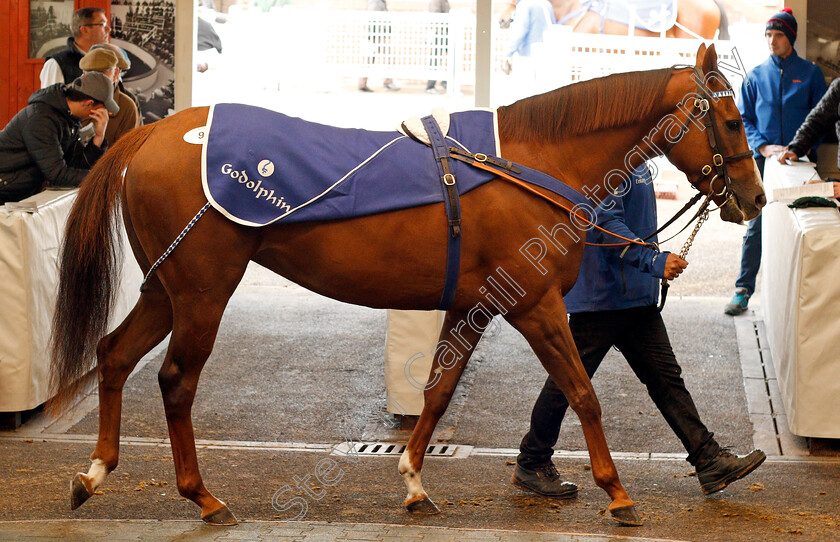 Lot-0092-Twisting-£5200-0001 
 Lot 092 TWISTING selling for £5200 at Tattersalls Ireland Ascot November Sale 9 Nov 2017 - Pic Steven Cargill / Racingfotos.com