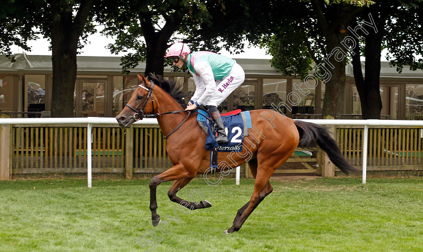 Zanzoun-0001 
 ZANZOUN (Robert Havlin)
Newmarket 10 Aug 2024 - Pic Steven Cargill / Racingfotos.com